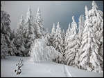 Winter Snow - Albuquerque 2010